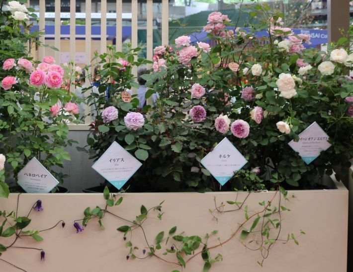 18国バラ内覧会 新品種のバラレポ My Small Garden Sugar Plum 18国バラ内覧会 新品種のバラレポ My Small Garden Sugar Plum