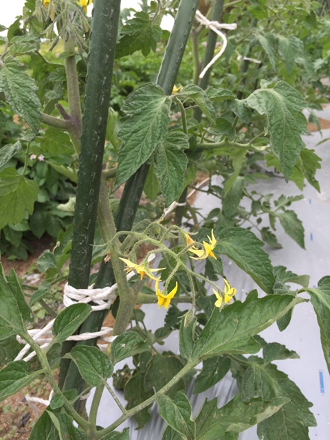蚕豆3種 ズッキーニの花の各収穫 トマトの脇芽摘みに かなり時間を掛けます _c0222448_12121797.jpg