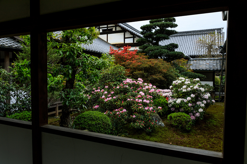 石楠花咲く隨心院_f0155048_0243334.jpg