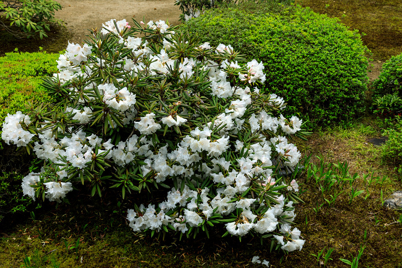 石楠花咲く隨心院_f0155048_025223.jpg