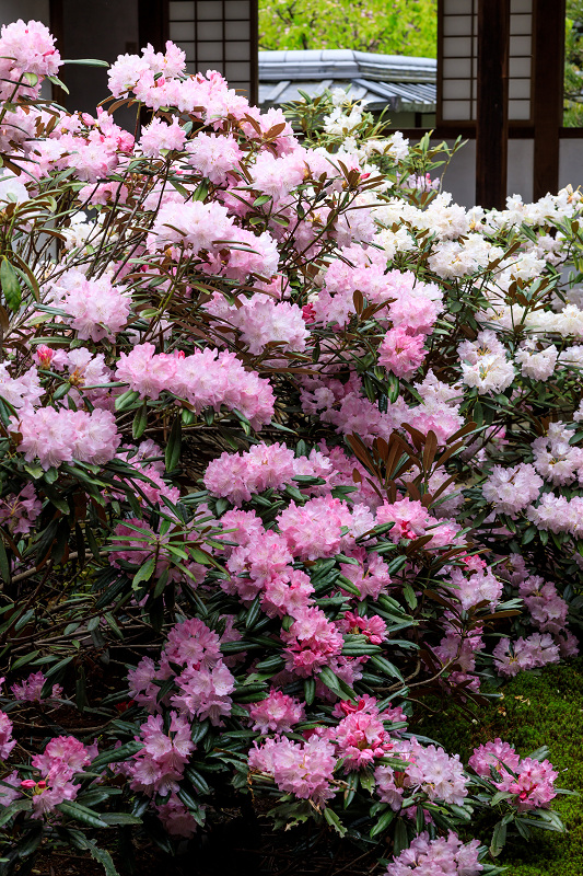 石楠花咲く隨心院_f0155048_027959.jpg