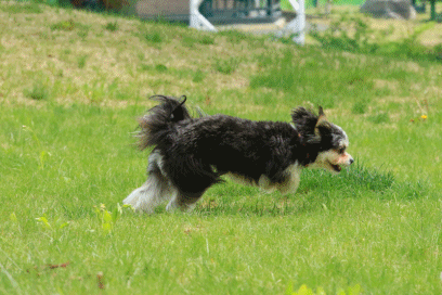 c0145250_16354666.gif