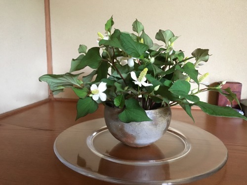 a0152454_07214667.jpeg