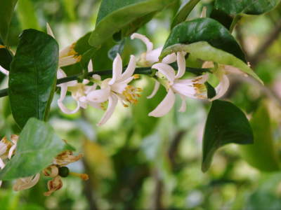 種なしかぼす 今年も良い花が咲きました!蕾、花、着果の様子を現地取材!_a0254656_17052499.jpg