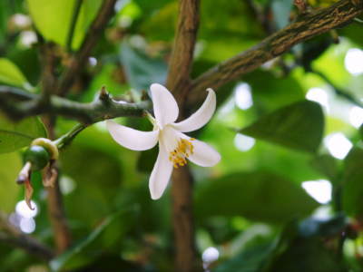 種なしかぼす 今年も良い花が咲きました!蕾、花、着果の様子を現地取材!_a0254656_17085323.jpg