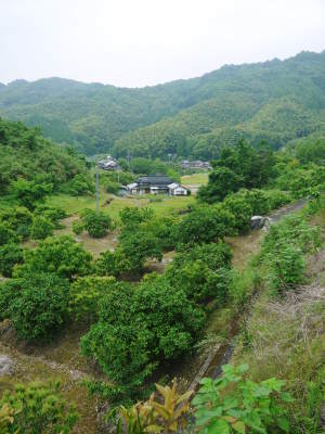 種なしかぼす 今年も良い花が咲きました!蕾、花、着果の様子を現地取材!_a0254656_17215770.jpg