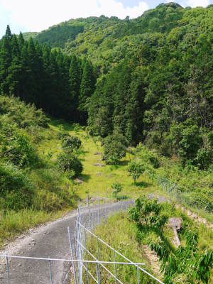 種なしかぼす 今年も良い花が咲きました!蕾、花、着果の様子を現地取材!_a0254656_17464944.jpg