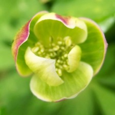 #上高地 2015 『緑二輪草』 Anemone flaccida f. viridis _f0238961_1233249.jpg