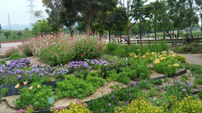 昨日、出会った植物♪_b0366766_09033746.jpg