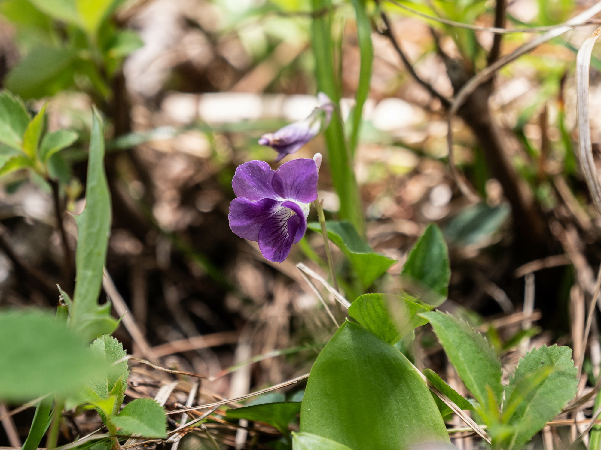 深入山の春の花・続き_e0015567_20435726.jpg