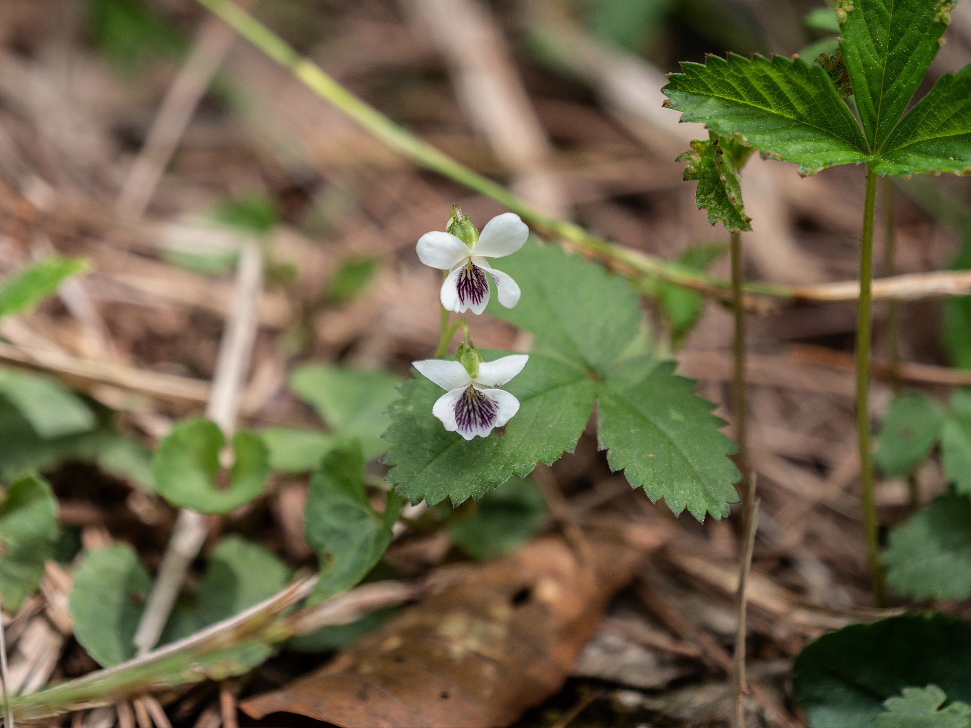 深入山の春の花・続き_e0015567_20441291.jpg