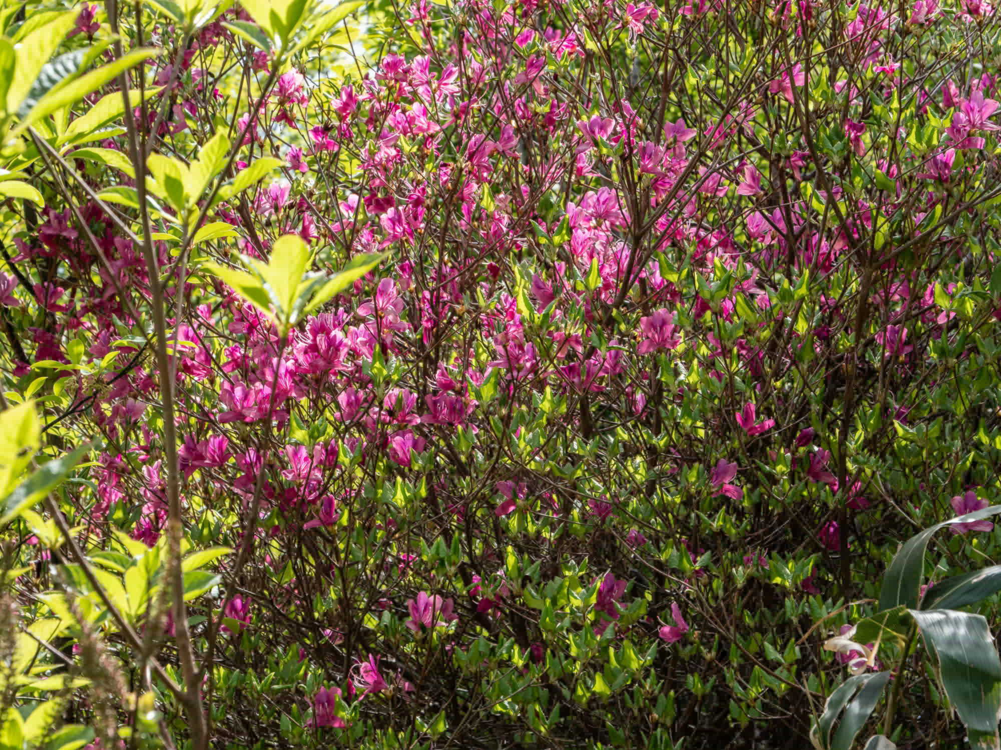 深入山の春の花・続き_e0015567_20444438.jpg