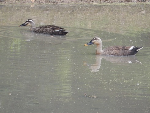 鳥２題_e0175370_21063505.jpg
