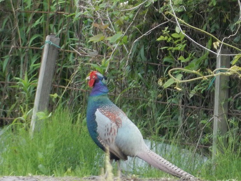 鳥２題_e0175370_21070602.jpg