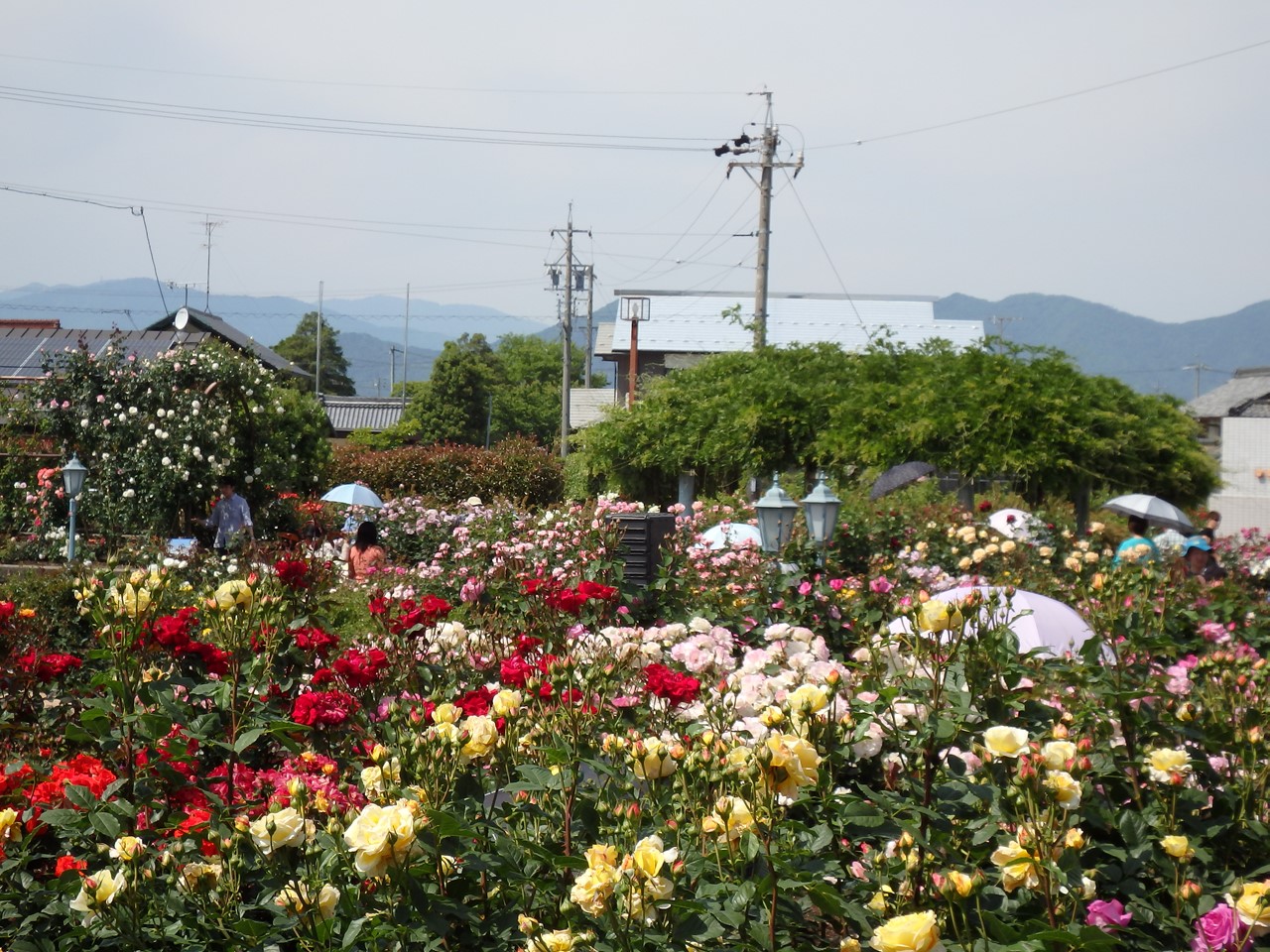 『大野町バラ公園(バラまつり大野2018)』_d0054276_20383146.jpg