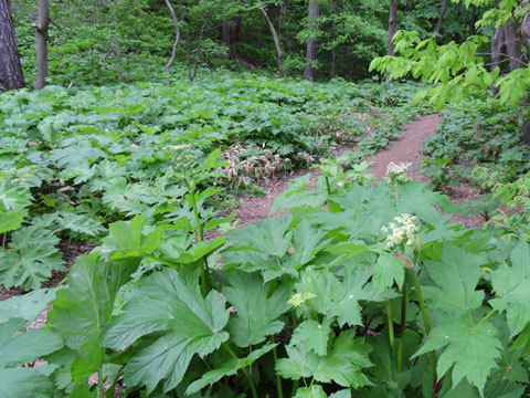 f0083977_07272871.jpg