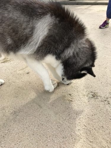 f0315081_22260213.jpeg