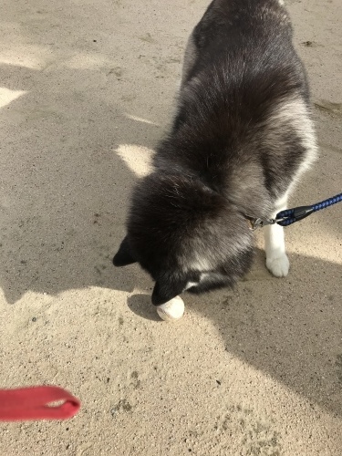 f0315081_22261459.jpeg