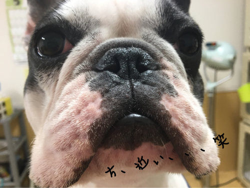 トリミングブログ_f0357682_13404949.jpg