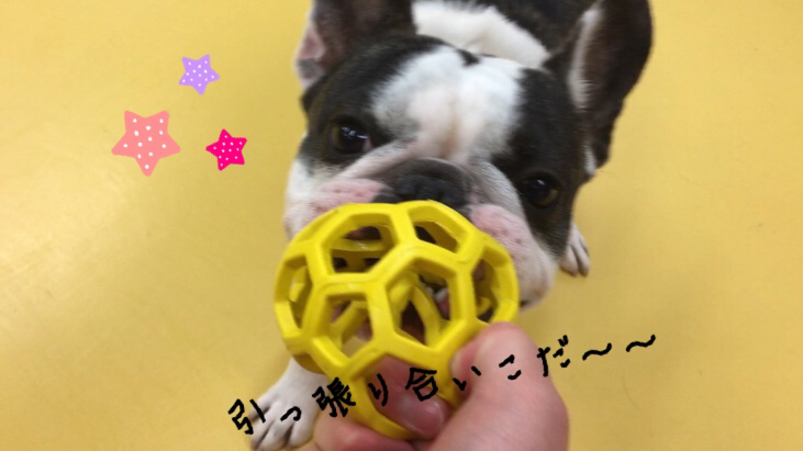 トリミングブログ_f0357682_13433439.jpg