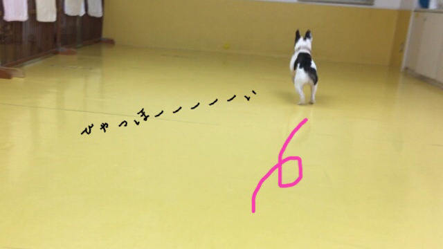 トリミングブログ_f0357682_13433643.jpg