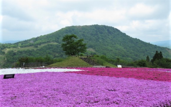 天空の花回廊「芝桜の丘」茶臼山高原_d0361783_07040098.jpg