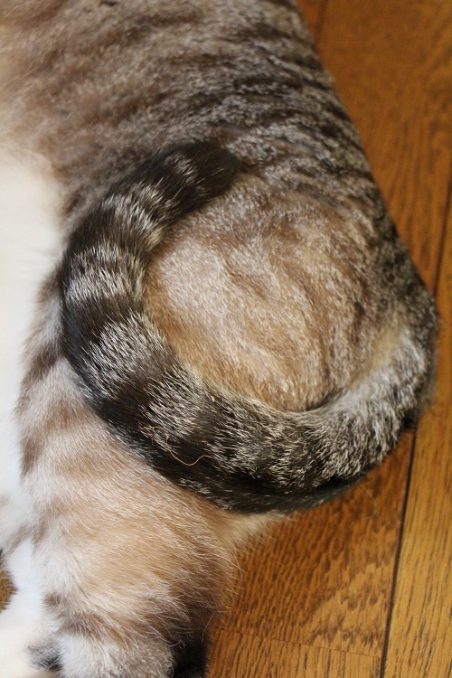 (ΦωΦ)へび?_a0333195_14432365.jpg