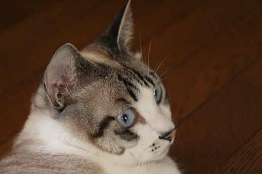 (ΦωΦ)へび?_a0333195_14433576.jpg