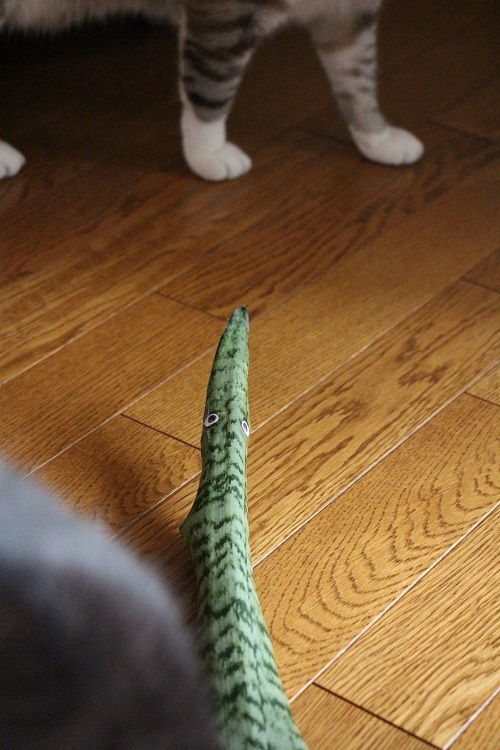 (ΦωΦ)へび?_a0333195_14441575.jpg
