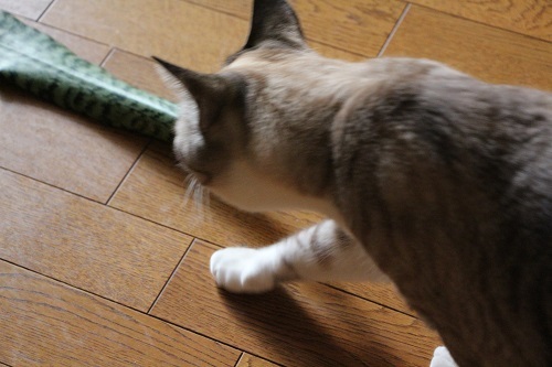 (ΦωΦ)へび?_a0333195_15055100.jpg