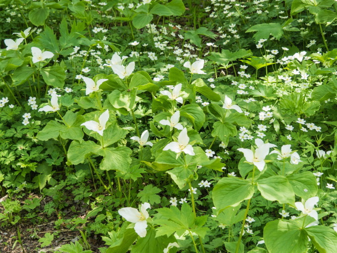 オオバナノエンレイソウ 白い花咲く 六花の森 十勝 中札内村 森の中の日記 Cafe 宿カンタベリー