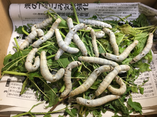 蚕起食桑_c0087899_21005731.jpg