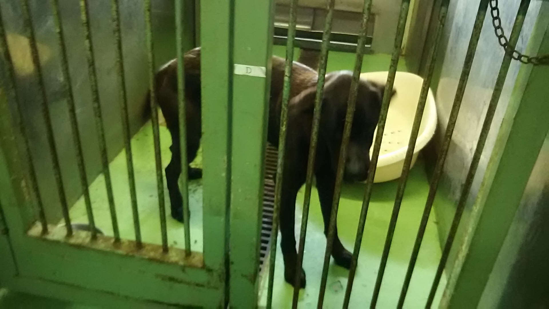 【犬猫・移動先募集】センター(支所)収容(5/18訪問)_f0242002_22534265.jpg