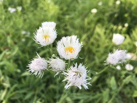 山ごはん☆今日は芝刈り頑張った！_c0212604_1750772.jpg