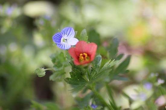 小さな草花と、散歩コースのバラ祭り_e0255509_20464213.jpg