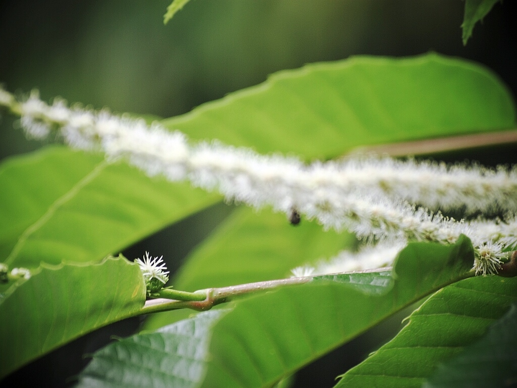 万葉植物園で_e0364711_11455928.jpg