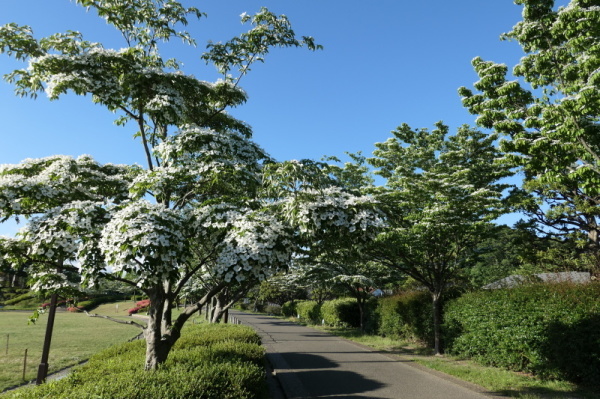 f0369014_11362246.jpg