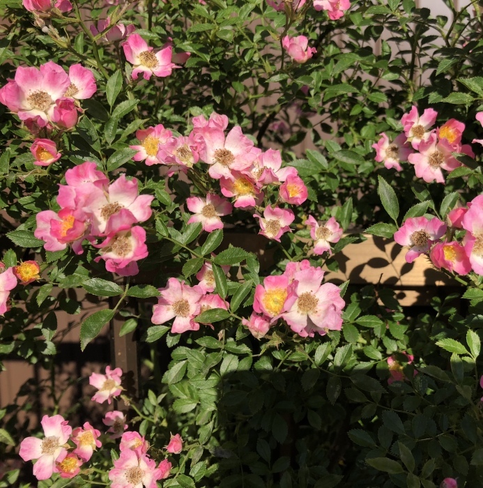 a0169924_22174189.jpeg