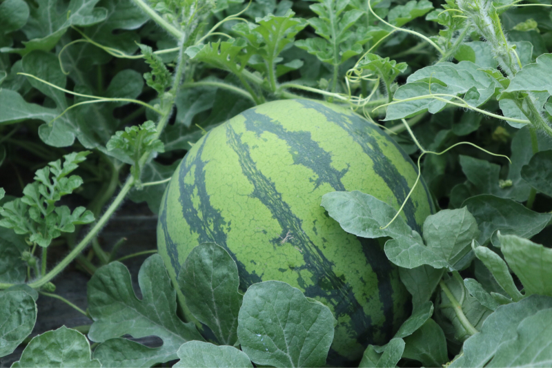 熊本スイカ畑まわり 産直野菜 果物 ヴェルデ 福岡