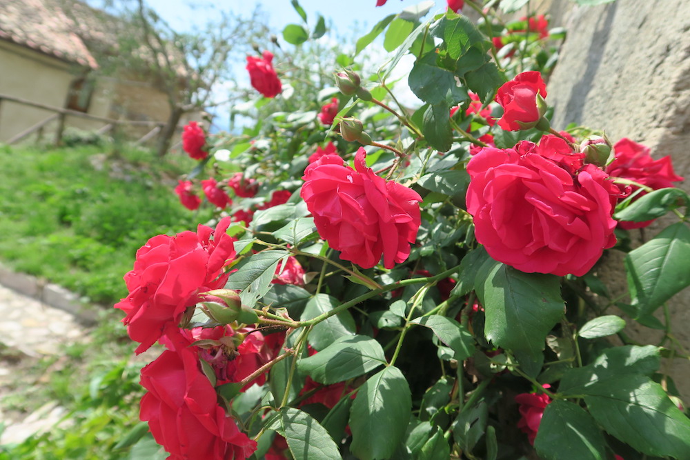 バラが彩る美しい村、ロッカンティーカ_f0234936_694473.jpg