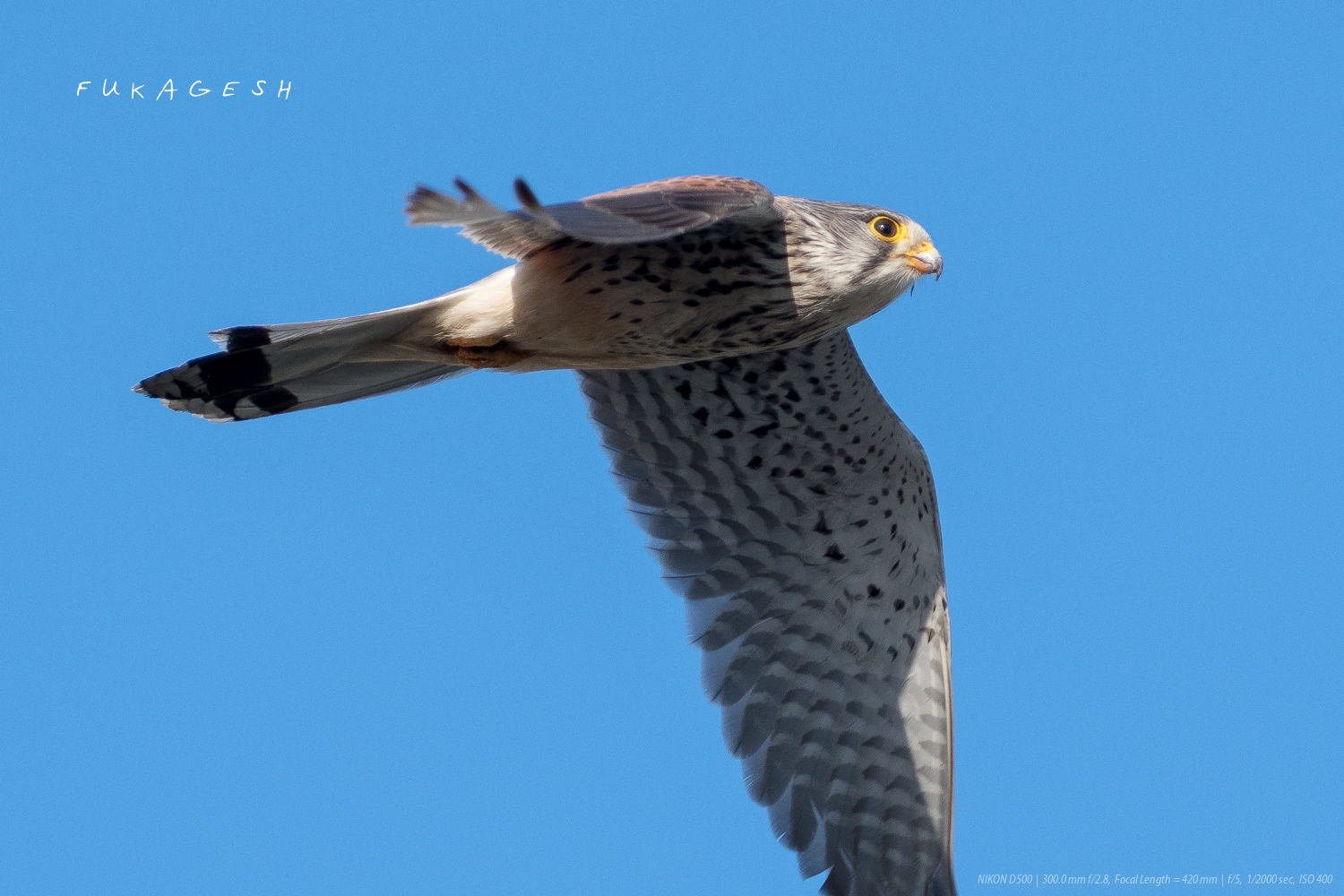 来ないカワセミより、居るチョウゲンボウ_d0292540_22303784.jpg