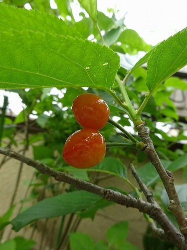 暖地さくらんぼ はっぴー ばい まいせるふ