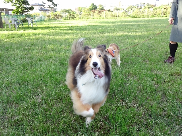 おばぁちゃん犬、走る!_e0195743_00201849.jpg