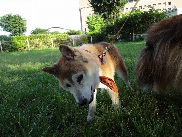 おばぁちゃん犬、走る!_e0195743_00203104.jpg