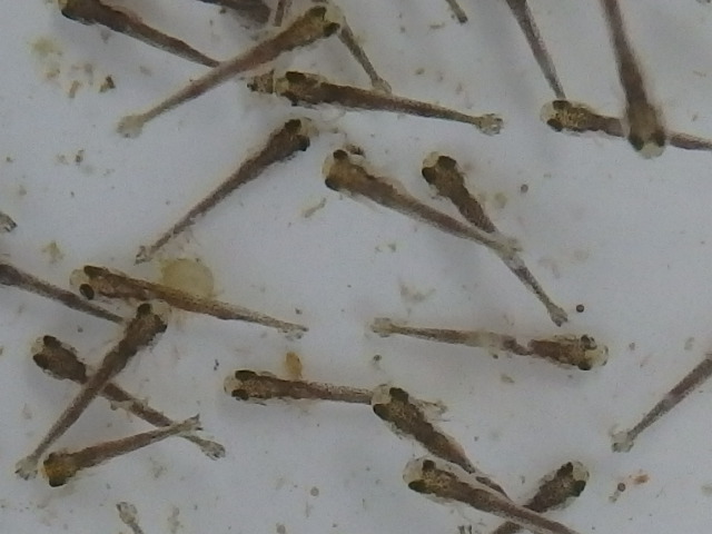 f0334143_1056541.jpg