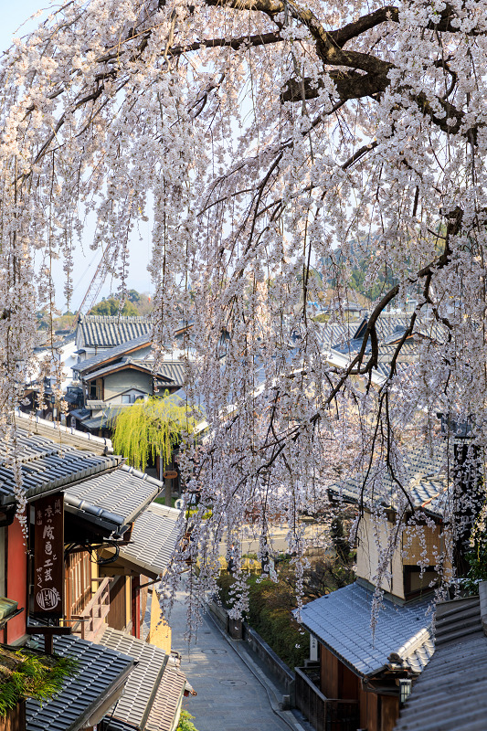 桜咲く京都2018 明保野亭のしだれ桜 : 花景色－K.W.C. PhotoBlog