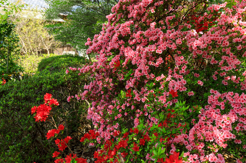 春の花咲く梅宮大社_f0155048_23435796.jpg