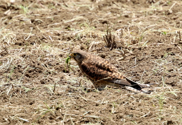 a0362854_23340531.jpg