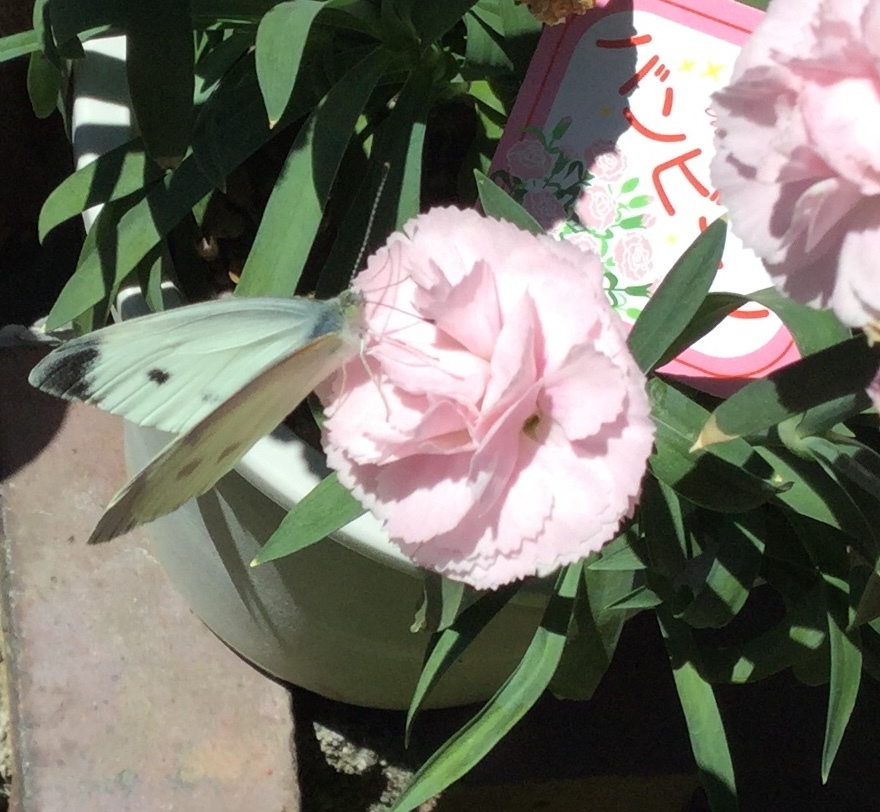 a0053063_17400350.jpeg