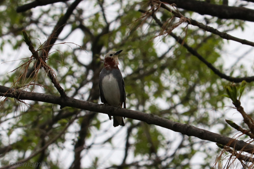 新緑とコムクドリさん？～5月の旭川_d0340565_20145927.jpg